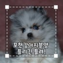 서정대학교부설 반려동물센터(펫인쥬 애견유치원 호텔24) | 포천강아지분양 틀리긴 틀려!