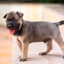 효진동물병원 이미지