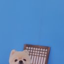 살롱드 펫 이미지