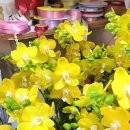 샤론  꽃  화원 이미지