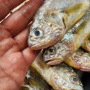 진도멸치 이미지