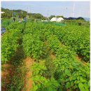 여가농장 | 안산체험농장 힐링과 즐거움 가득! 힐링주말농장 방문 후기