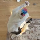 청려원 반려동물 센터 | 수원 반려동물입양센터!!에서 고양이 입양한 후기