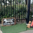 히얼퍼피 이미지