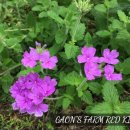 가온농장 이미지