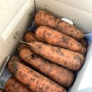 은애농장 | 제주 당근 택배 추천 효동이네감귤 구좌당근 신선하게 배송 온 후기