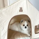 펫홈 반려동물용품백화점 이미지