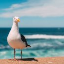 갈매기꿈 이미지