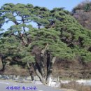 장현2리 Daum카페