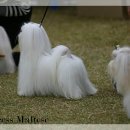 FAMILY DOG 이미지