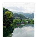 당진 청양 등꽃 안심사 철쭉여행(25,5/3) 이미지