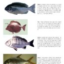 서해대교바다낚시터 이미지