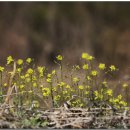 꽃다지 앞 이미지