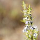 로즈마리 이미지