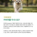 푸들사랑 이미지