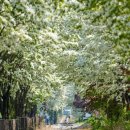 구렛들1길 이미지