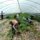 재봉농장 이미지