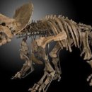 공룡목장 이미지