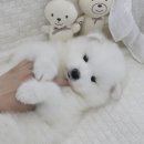 구산동 강아지 이미지