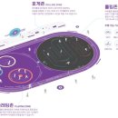 여의