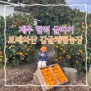 [제주] 제주 함덕 귤따기 체험 추천 보메와산 감귤체험농장