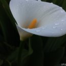 장미정원민박 이미지