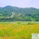 경상남도수산자원연구소 | 명소/ 밀양 가볼만한곳] 부산근교 밀양 금계국 꽃길~ 경상남도수산자원연구소 민물고기연구센터 : 금계국