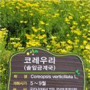 상림 | 함양 상림숲 여름 산책후기
