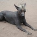 도그헤어 이미지