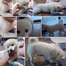 비버피시방 이미지