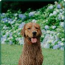 기계동물병원 이미지