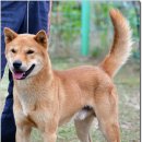 까치말진돗개농장 이미지