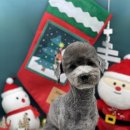 그루밍아지 이미지