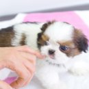 제일시추 Daum카페