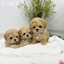 우아펫 대전점 이미지