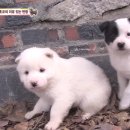 동물농장 이미지