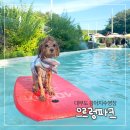 으르렁애견카페 | 경기도 강아지 수영장 으르렁파크 애견카페