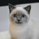 순한고양이 이미지