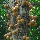 Cannonball tree 이미지