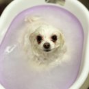 숑숑 그루밍 이미지