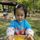 내일어린이집 | [응암동 구립내일어린이집] 🌿26년 4월 23일 🌈 “난지천 공원 견학” 🌈2세 한솔반