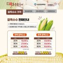 성황리농산물 | [홍천 찰옥수수축제] 첫 날 다녀온 실제후기. 홍천옥수수축제, 옥수수에 진심인 홍천 찰옥수수축제...