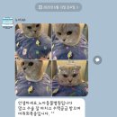 노아동물병원 | 화명 노아동물병원 고양이 스케일링 후기
