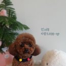 마미몽 펫샵 이미지