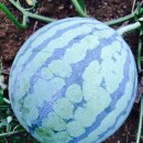 주빈농장 이미지