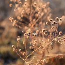 경안천습지생태공원 Daum카페
