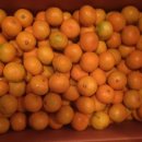 군북농협 | 과일 풍년 시즌 : 함안 군북 단감 &amp; 김천 샤인머스캣 * 국내산 청포도 인기