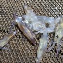 신진좌대 이미지