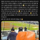 롯데 봉다리 반응 안 좋네 이미지