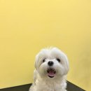 성덕애견 이미지